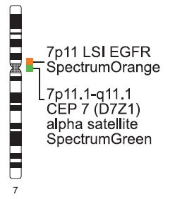 Vysis-LSI-EGFR-SpectrumOrange-CEP-7-SpectrumGreen-Probes