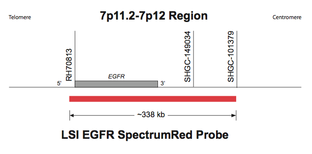 Vysis-LSI-EGFR-SpectrumRed-Probe