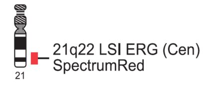 Vysis-LSI-ERG-Cen-SpectrumRed-Probe
