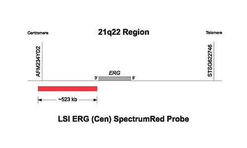 Vysis-LSI-ERG-Cen-SpectrumRed-Probe