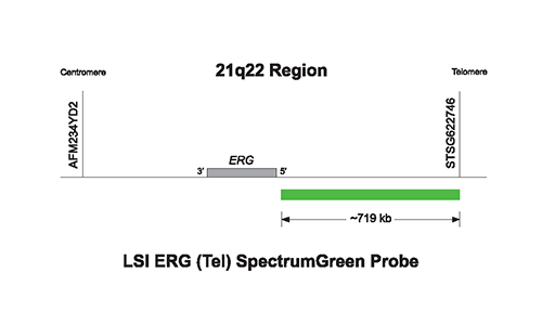 Vysis-LSI-ERG-Tel-SpectrumGreen-Probe