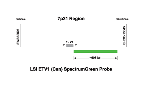 Vysis-LSI-ETV1-Cen-SpectrumGreen-Probe