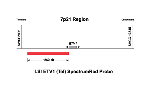 Vysis-LSI-ETV1-Tel-SpectrumRed-Probe