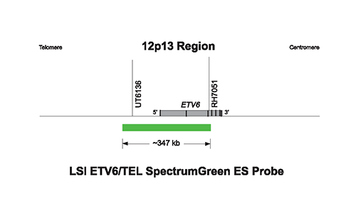 Vysis-LSI-ETV6-TEL-RUNX1-AML1-ES-Dual-Color-Single-Fusion-Probe