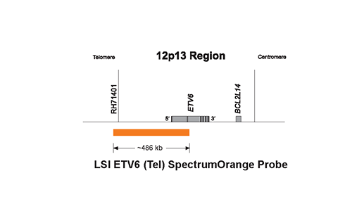 Vysis-LSI-ETV6-Tel-SpectrumOrange-Probe