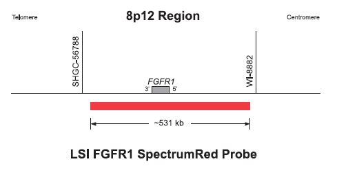 Vysis-LSI-FGFR1-SpectrumRed-Probe