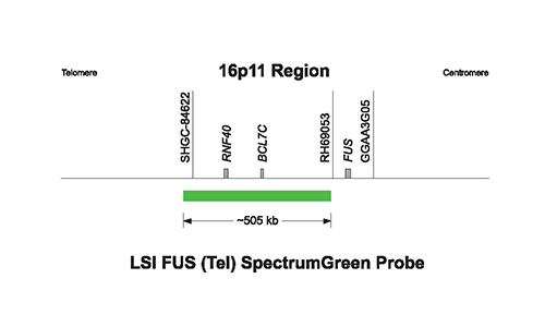 Vysis-LSI-FUS-Tel-SpectrumGreen-Probe
