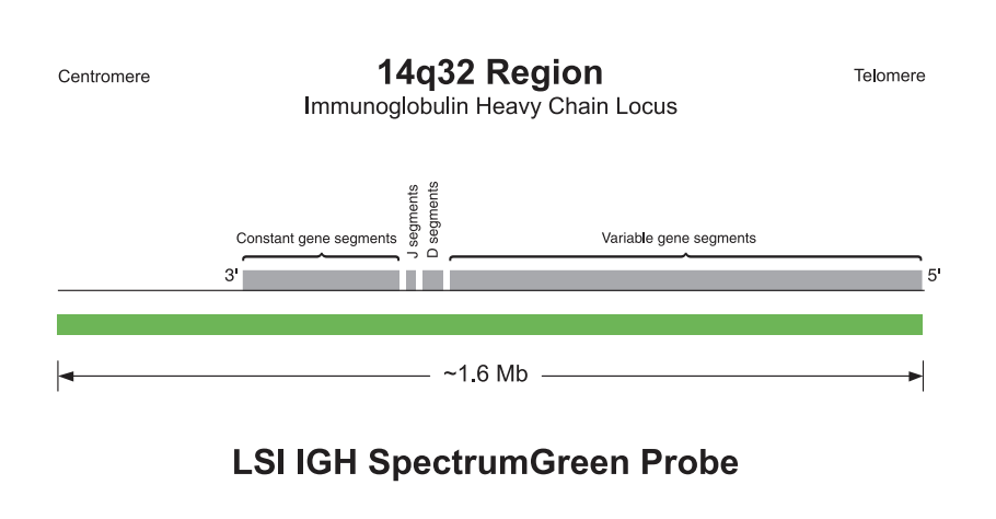 Vysis-LSI-IGH-BCL2-Dual-Color-Dual-Fusion-Translocation-Probe