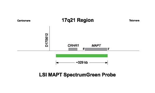 Vysis-LSI-MAPT-SpectrumGreen
