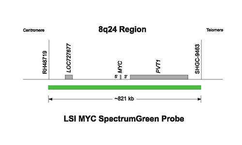 Vysis-LSI-MYC-SpectrumGreen-Probe
