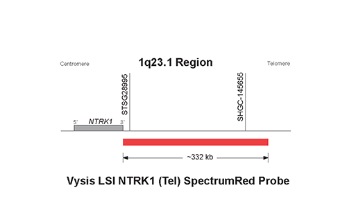 Vysis-LSI-NTRK1-Tel-SpectrumRed-Probe