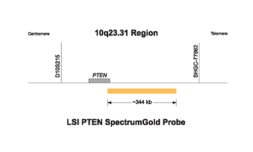 Vysis-LSI-PTEN-SpectrumGold-Probe
