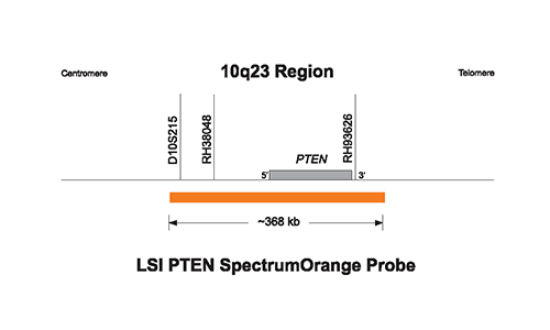 Vysis-LSI-PTEN-SpectrumOrange-Probe