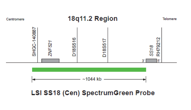 Vysis-LSI-SS18-Cen-SpectrumGreen-Probe