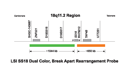 Vysis-LSI-SS18-Dual-Color-Break-Apart-Probe-Kit