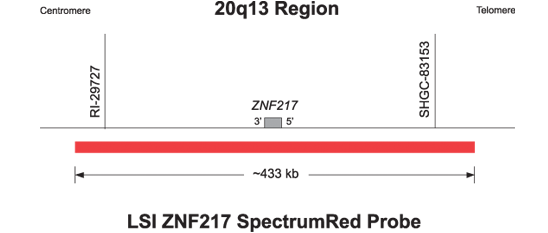 Vysis-LSI-ZNF217-SpectrumGold-SpectrumOrange-Spectrum-Red