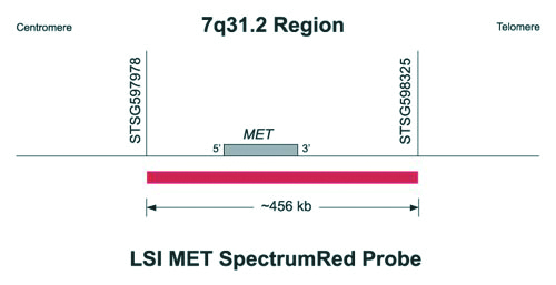 Vysis-MET-SpectrumRed-Probe