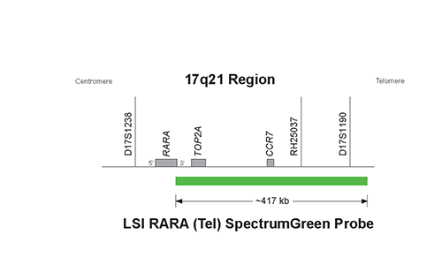 Vysis-Miller-Dieker-Region-Isolated-Lissencephaly-Probe-LSI-LIS1-LSI-RARA