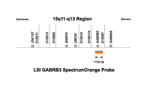 Vysis-Prader-Willi-Angelman-Region-Probe-LSI-GABRB3-SpectrumOrange-Vysis-CEP-15-D15Z1-SpectrumGreen