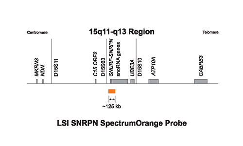 Vysis-Prader-Willi-Angelman-Region-Probe-LSI-SNRPN-SO-Vysis-CEP-15-D15Z1-SA-LSI-PML-SG-TriColor-Probe