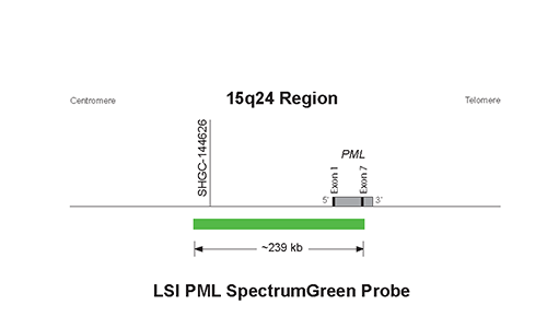 https://www.molecularcatalog.abbott/content/dam/add/molecularcatalog/vysis-prader-willi-angelman-regionprobe-lsi-d15s10-so-vysis-cep-15-d15z1-sa-pml-sg/Vysis-Prader-Willi_Angelman-Region-Probe---LSI-D15S10-(SO)_Vysis-CEP-15-(D15Z1)-(SA)_PML-(SG)_ProbeMap2-2.png