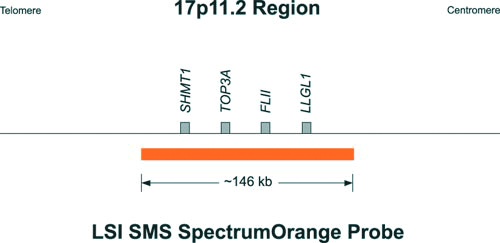 Vysis-Smith-Magenis-Region-Probe-LSI-SMS-Region-SpectrumOrange-LSI-RARA-SpectrumGreen