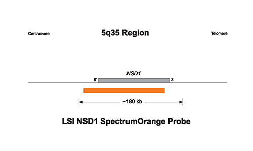 Vysis-Sotos-Region-Probe-LSI-NSD1-5q35-SpectrumOrange-LSI-D5S23-D5S721-SpectrumGreen-Probe
