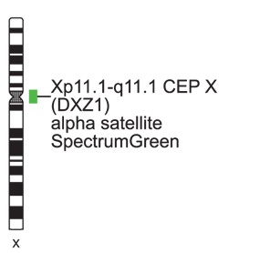 Vysis-SRY-Probe-LSI-SRY-Spectrum-Orange-Vysis-CEP-X-Spectrum-Green-Probe-Kit