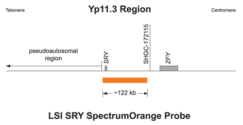 Vysis-SRY-Probe-LSI-SRY-Spectrum-Orange-Vysis-CEP-X-Spectrum-Green