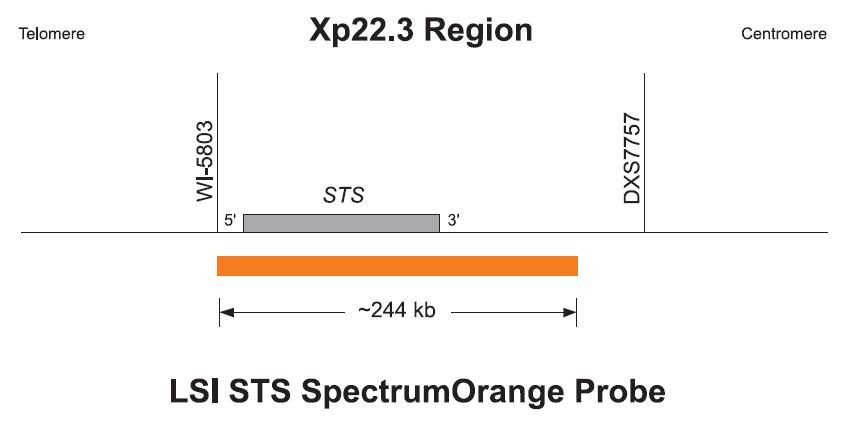 Vysis-Steroid-Sulfatase-Deficiency-Probe-LSI-STS-SpectrumOrange-LSI-Vysis-CEPX-Spectrum-Green