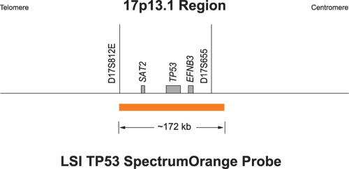Vysis-TP53-CEP-17-FISH-Probe-Kit