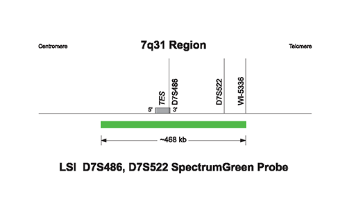 Vysis-Williams-Region-Probe-LSI-ELN-SpectrumOrange-LSI-D7S486-D7S522-SpectrumGreen
